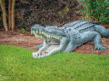 alligator at barber marina May 14  2014