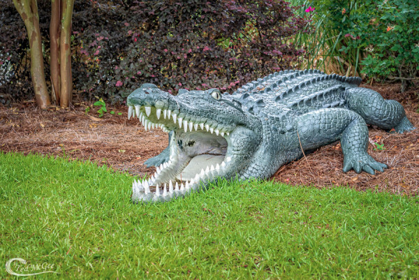alligator at barber marina May 14  2014