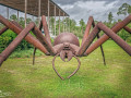 spider at barber marina May 14  2014