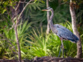 blue heron3